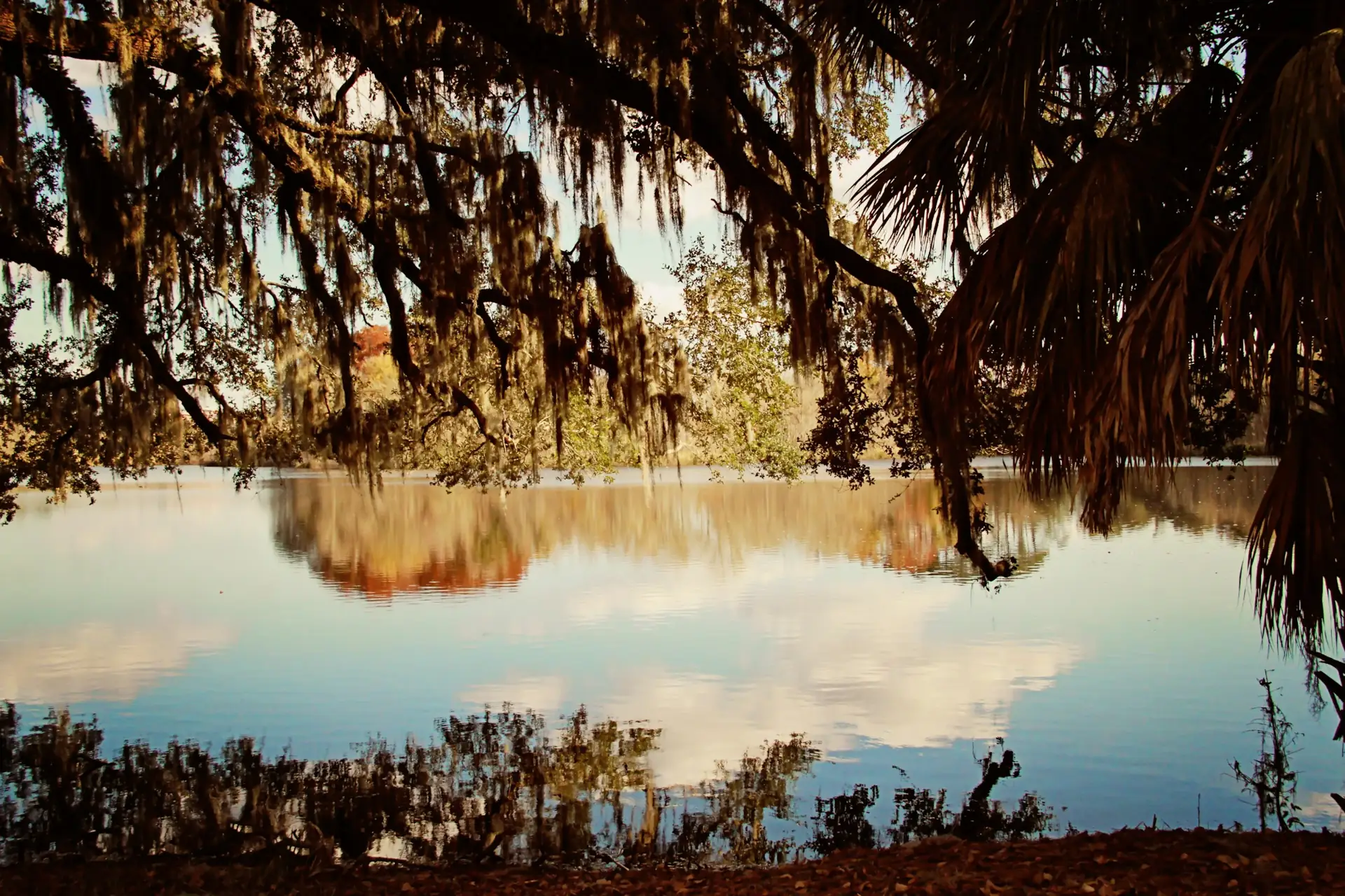 Lake at sunset framed by oak branches