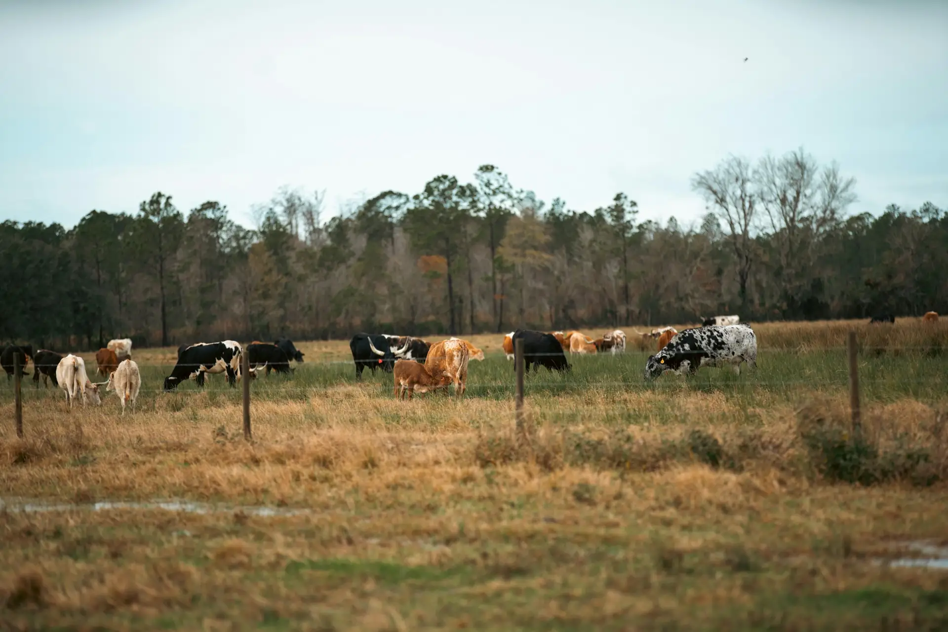 Cattle grazing in an open pasture