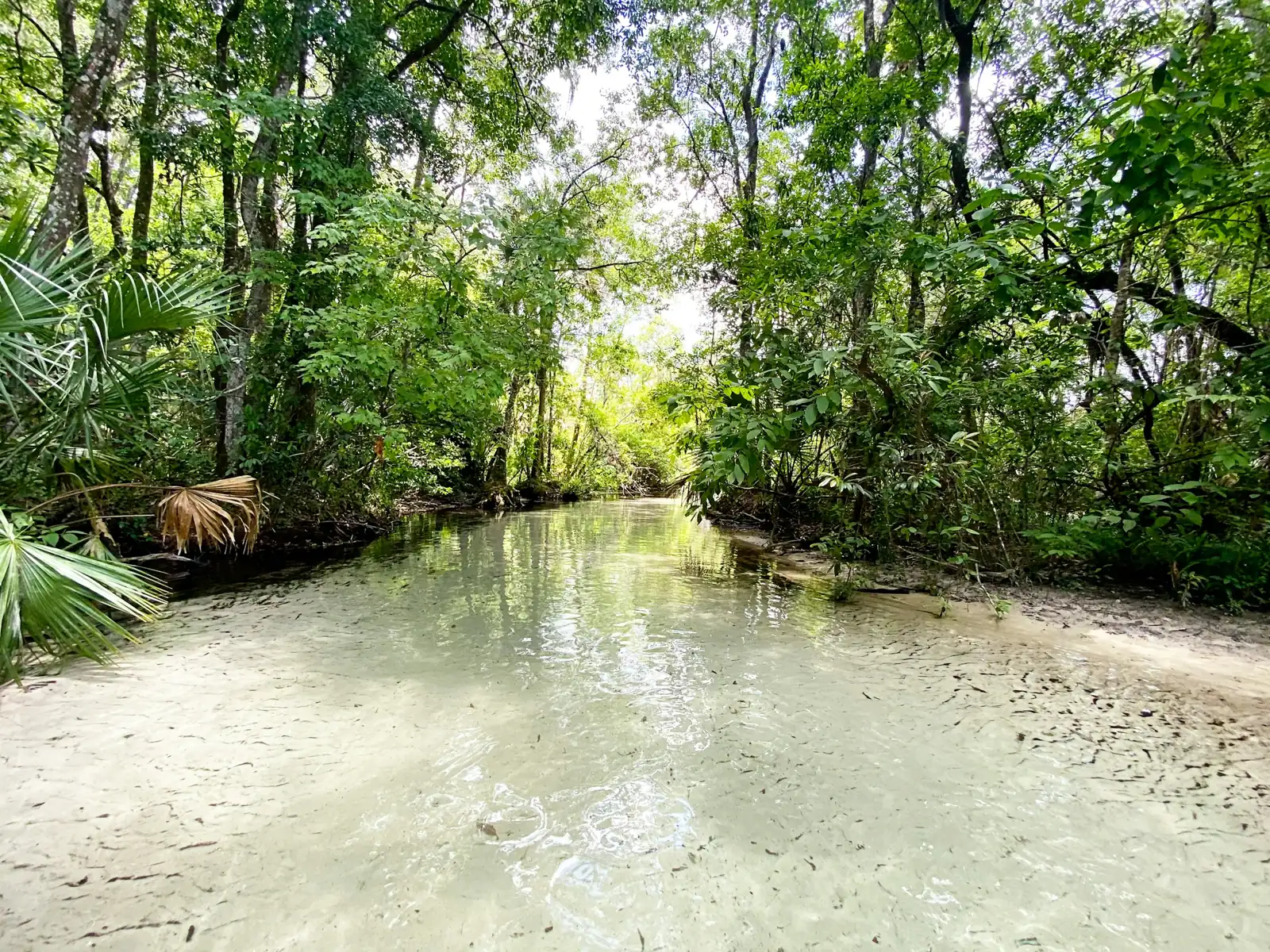 Clear spring run lined with palms and hardwoods