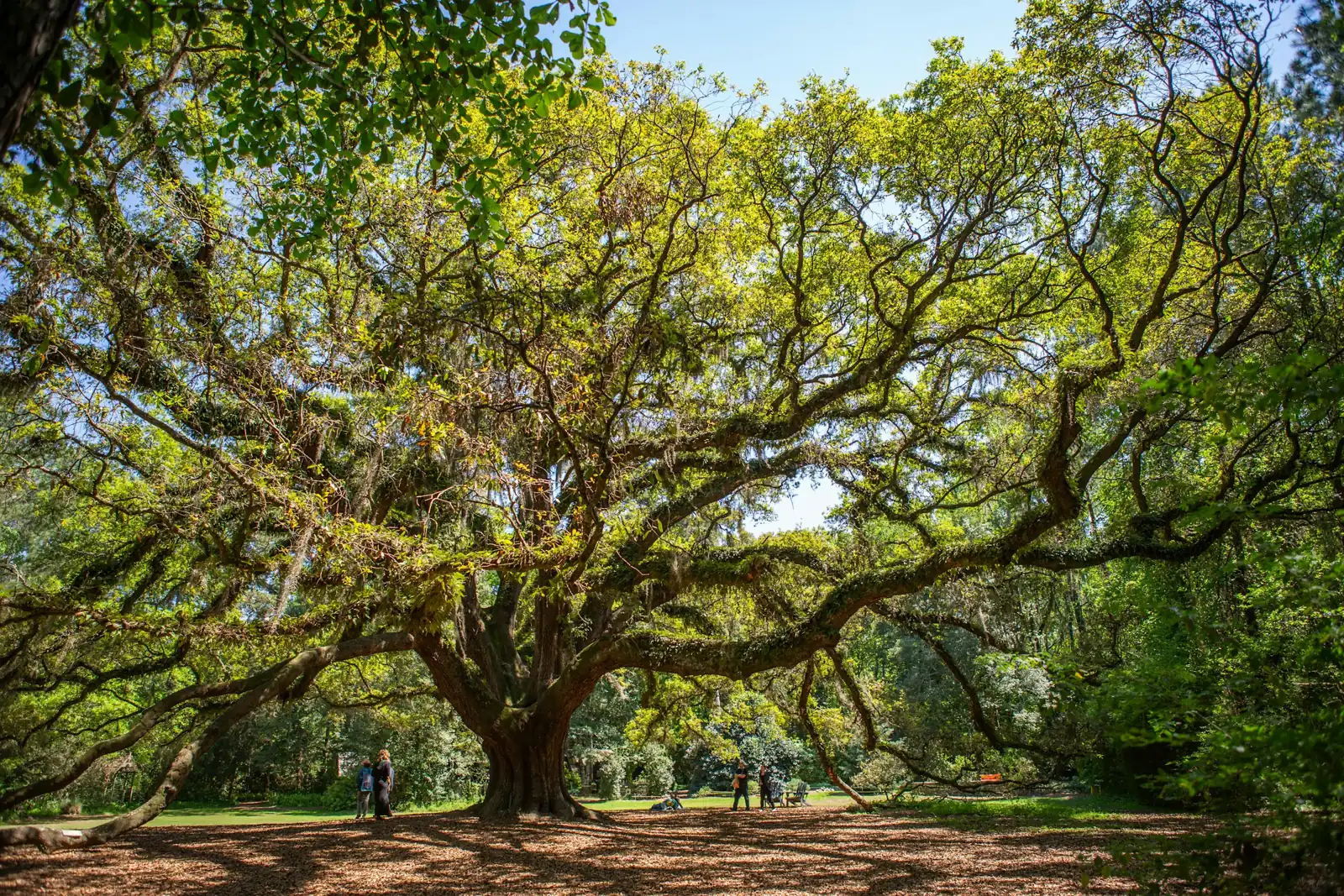 Sprawling live oak tree in a North Florida park