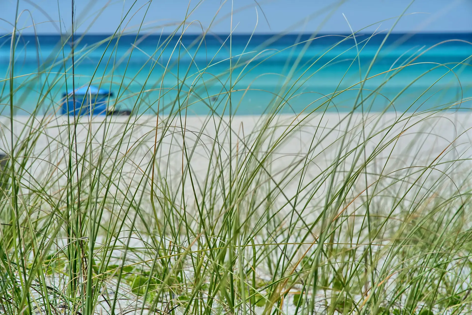 Sea oats in front of emerald water and a white-sand beach